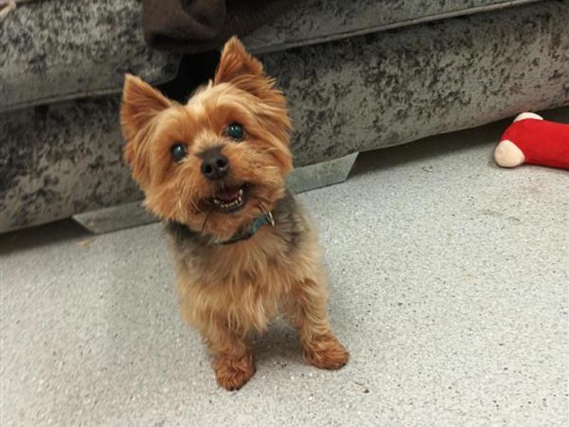 Yorkshire Terrier Dogs And Puppies For Adoption