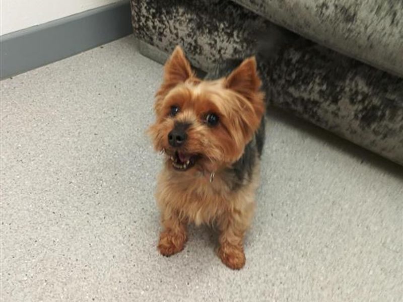 Scottie - Image 2 of 2