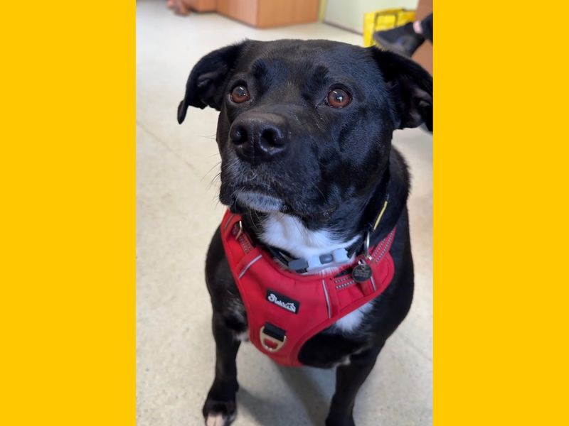 Staffordshire Bull Terrier Dogs And Puppies For Adoption