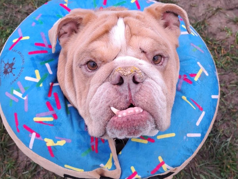 English Bulldog for adoption in Shoreham by Sea, West Sussex – 6 years old