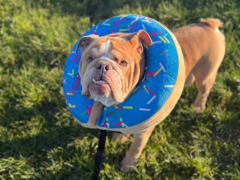 English Bulldog for adoption in Shoreham-by-Sea, West Sussex – 6 years old - Image 3 of 4