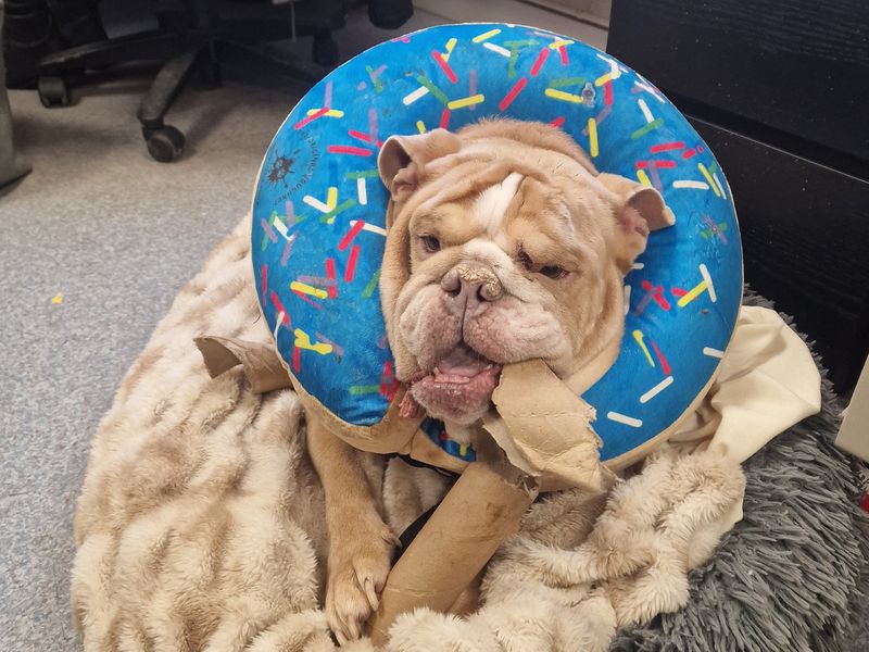 English Bulldog for adoption in Shoreham-by-Sea, West Sussex – 6 years old - Image 4 of 4