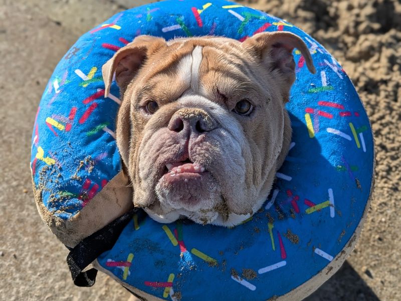 English Bulldog for adoption in Shoreham-by-Sea, West Sussex – 6 years old - Image 2 of 4