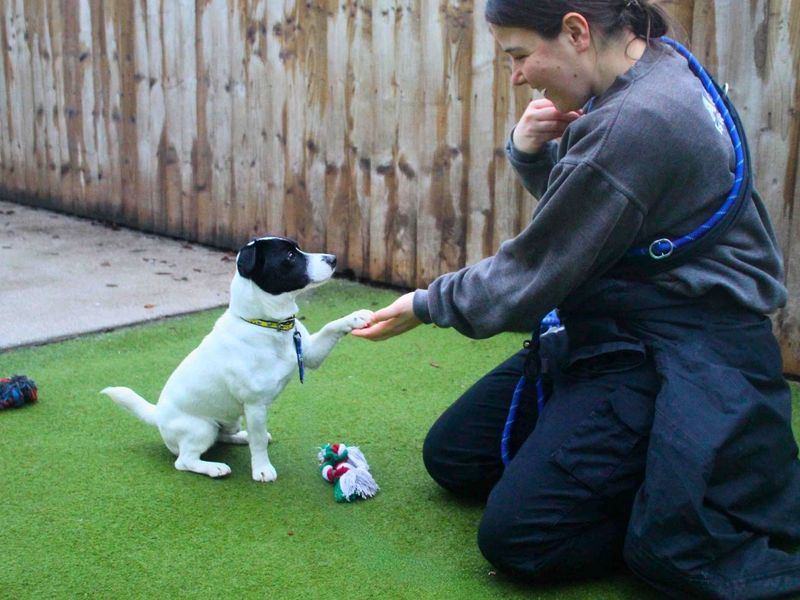 Jack Russell Terrier Dogs And Puppies For Adoption