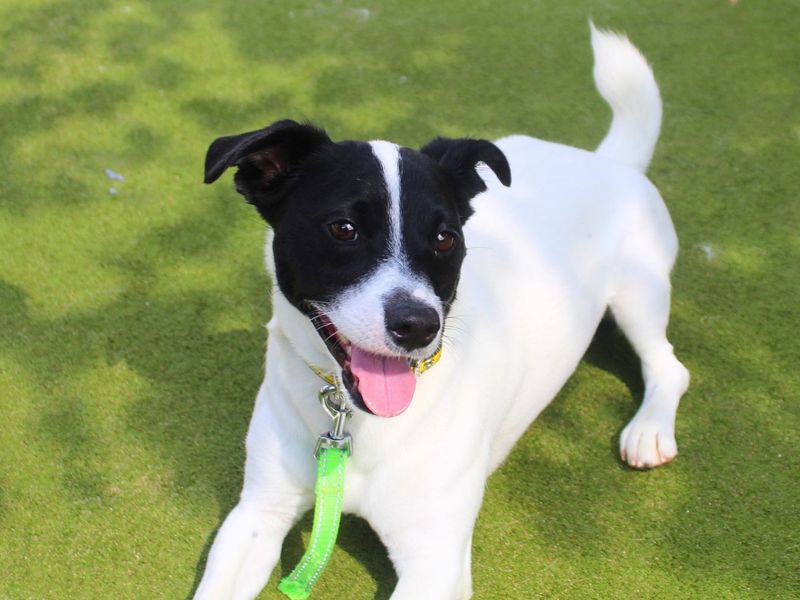 Fred | Terrier (Jack Russell) | Manchester - 4