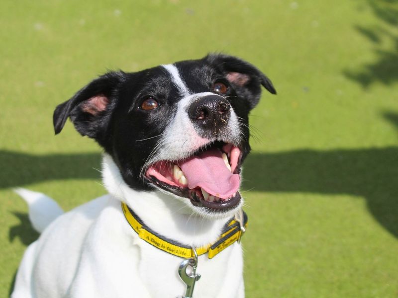 Fred | Terrier (Jack Russell) | Manchester - 7