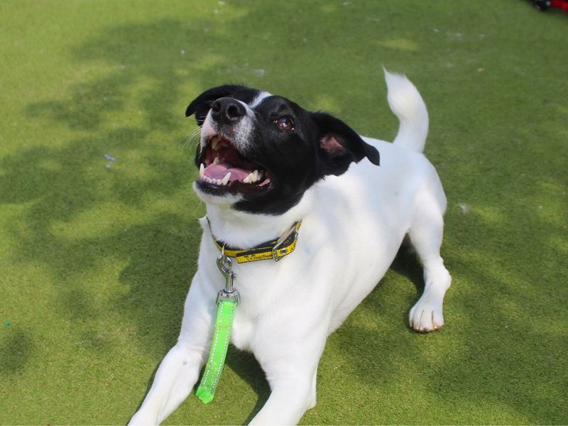 Fred | Terrier (Jack Russell) | Manchester - 6
