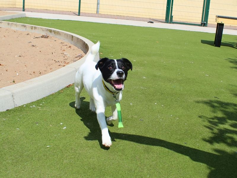 Fred | Terrier (Jack Russell) | Manchester - 2