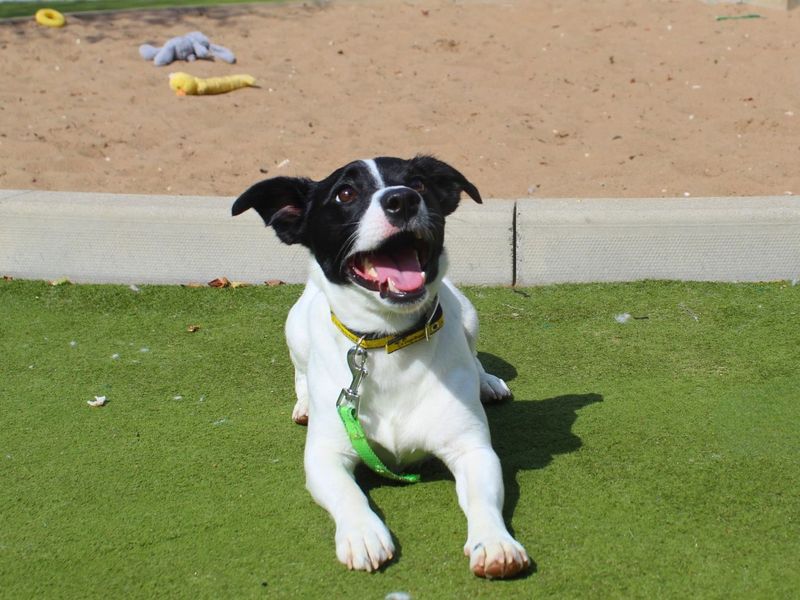 Fred | Terrier (Jack Russell) | Manchester - 3