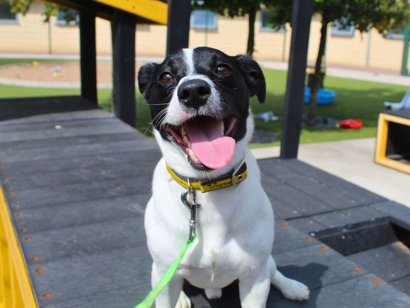 Fred | Terrier (Jack Russell) | Manchester - 5