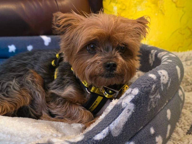 Yorkshire Terrier Dogs And Puppies For Adoption
