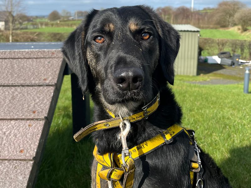 Beagle Dogs And Puppies For Adoption