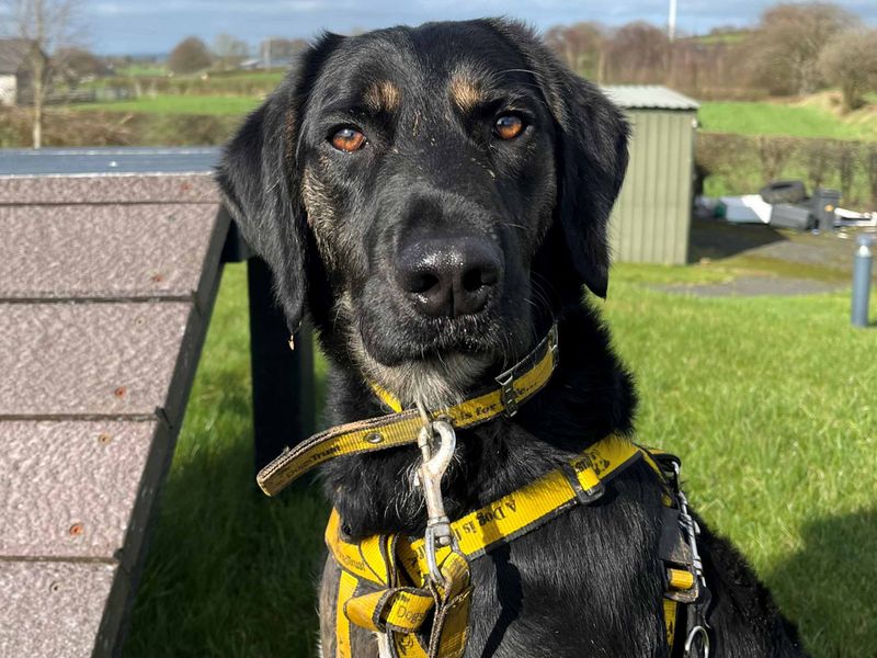 Brodie | Spaniel (Irish Water) Cross | West Calder (Edinburgh) - 1