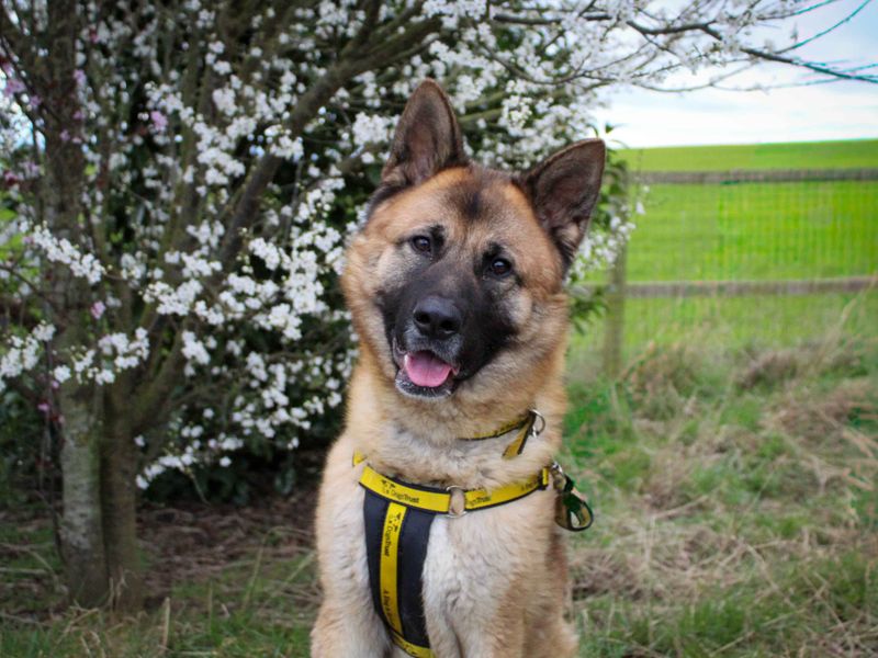 undefined | German Shepherd Dog Cross | undefined - 2