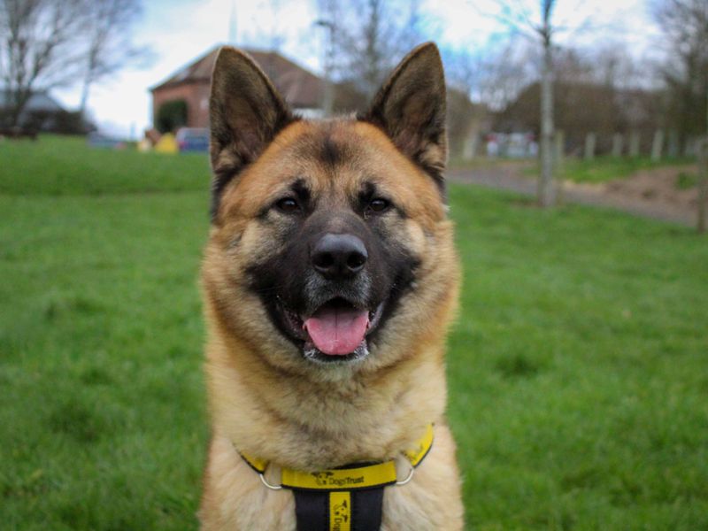 undefined | German Shepherd Dog Cross | undefined - 3