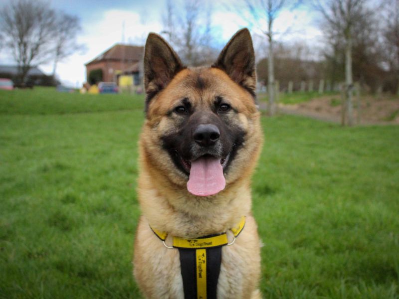 undefined | German Shepherd Dog Cross | undefined - 4