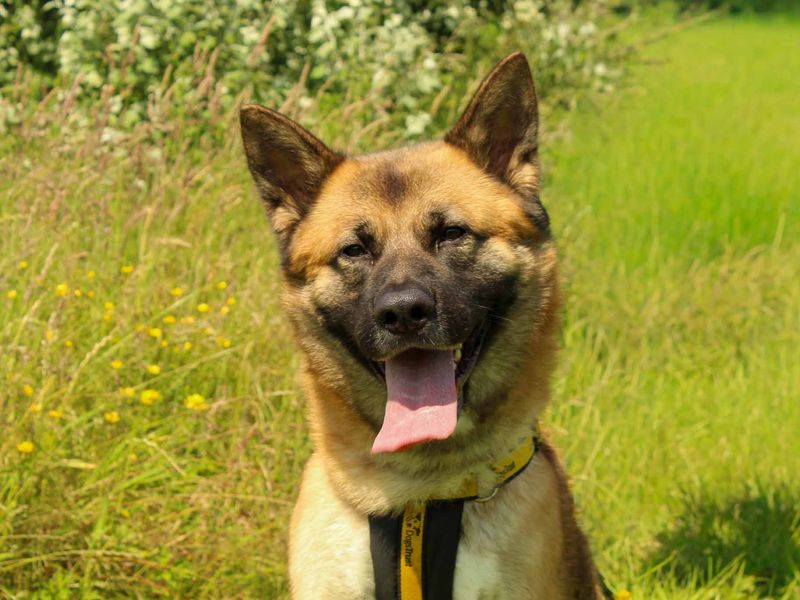 Foxy | German Shepherd Dog Cross | Darlington - 5