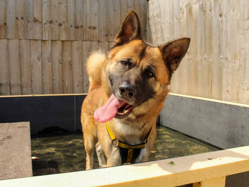 Foxy | German Shepherd Dog Cross | Darlington - 4