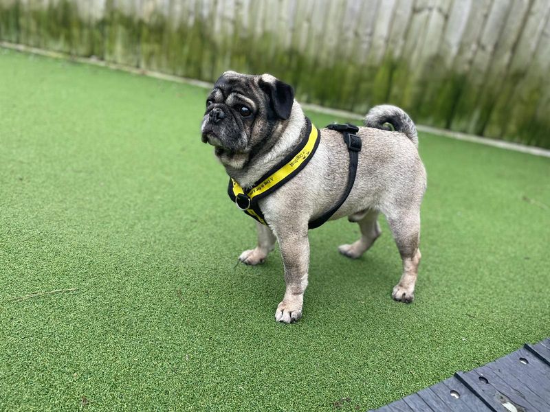 Pug for adoption in Cardiff – 7 years old - Image 2 of 3