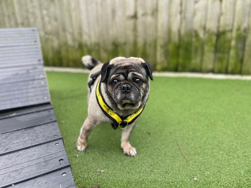 Clive | Pug | Cardiff - 1