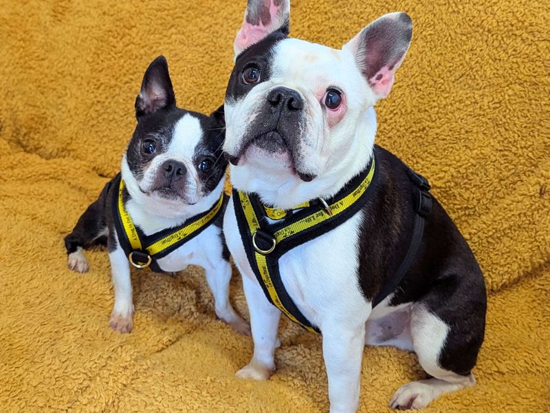 Ghost, a 6 years old female Terrier available for adoption from Dogs Trust in Bridgend, Wales