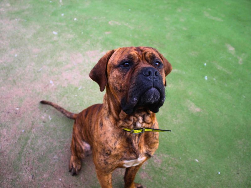 Mastiff for adoption in Manchester – 2 years old - Image 4 of 7