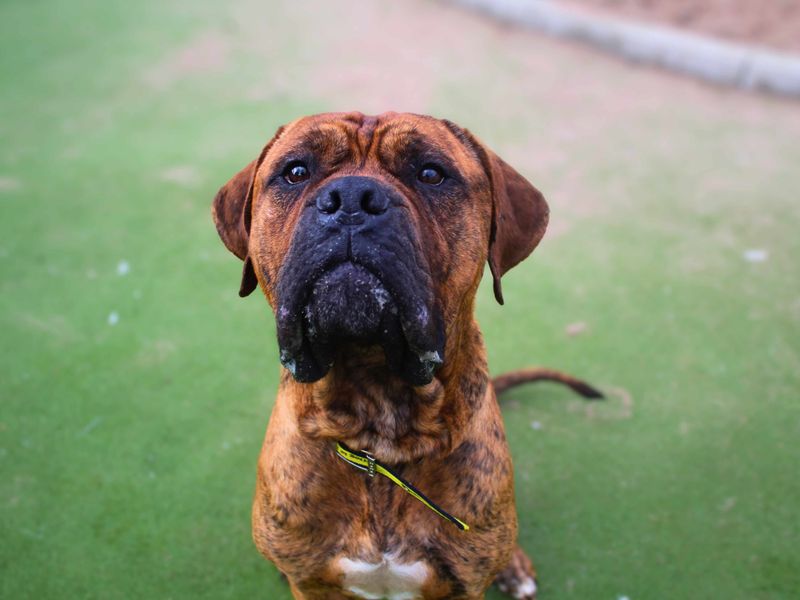 Mastiff for adoption in Manchester – 2 years old - Image 6 of 7