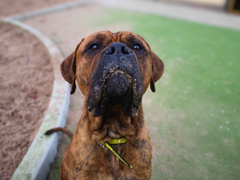 Staffordshire Bull Terrier for adoption in Manchester, Greater Manchester – 2 years old