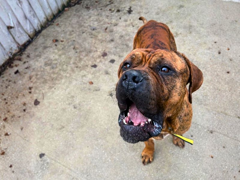 Mastiff for adoption in Manchester – 2 years old - Image 2 of 7