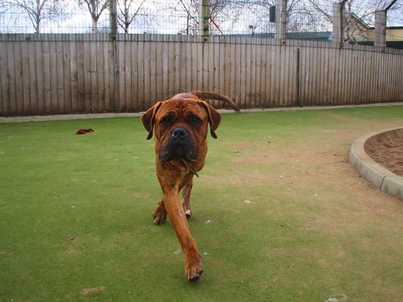 Mastiff for adoption in Manchester – 2 years old - Image 3 of 7