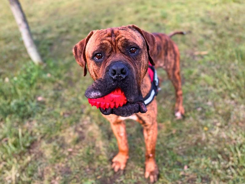 Lanky | Mastiff Cross | Manchester - 1