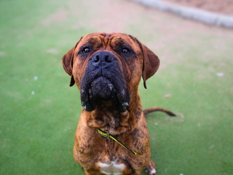 Lanky | Mastiff Cross | Manchester - 1