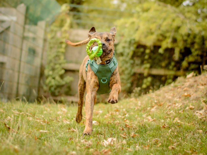 Apollo | Terrier (Staffordshire Bull) Cross | Kenilworth (West Midlands) - 4