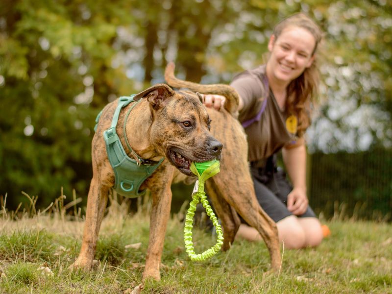 Staffordshire Bull Terrier Dogs And Puppies For Adoption
