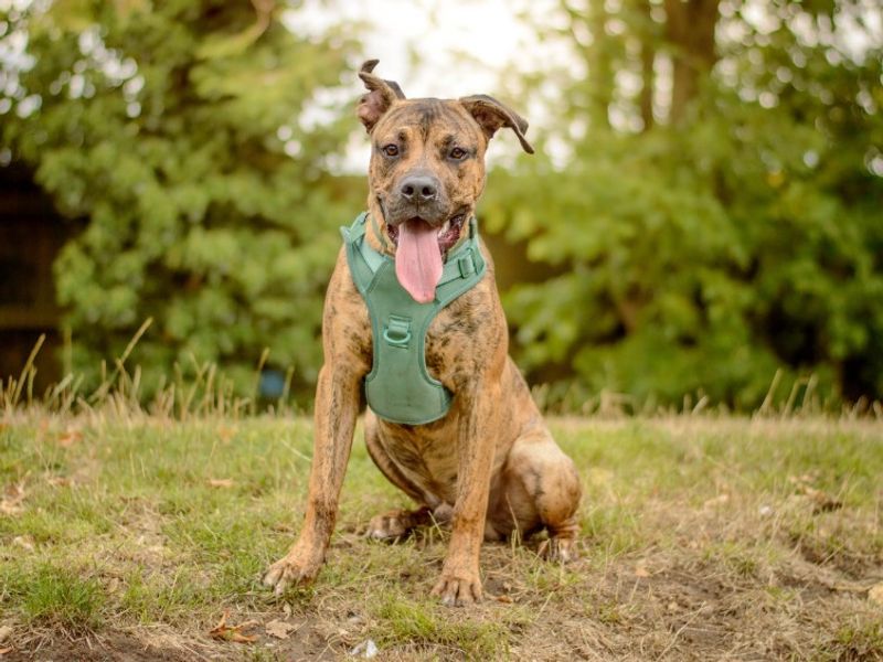 Apollo | Terrier (Staffordshire Bull) Cross | Kenilworth (West Midlands) - 2