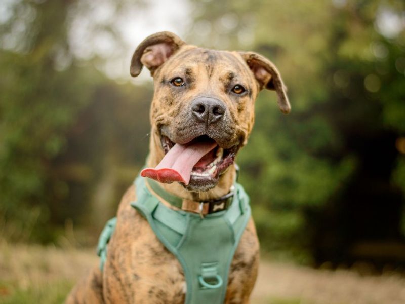 Apollo | Terrier (Staffordshire Bull) Cross | Kenilworth (West Midlands) - 3