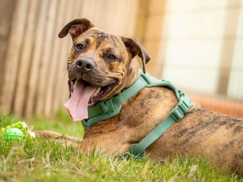 Apollo | Terrier (Staffordshire Bull) Cross | Kenilworth (West Midlands) - 5