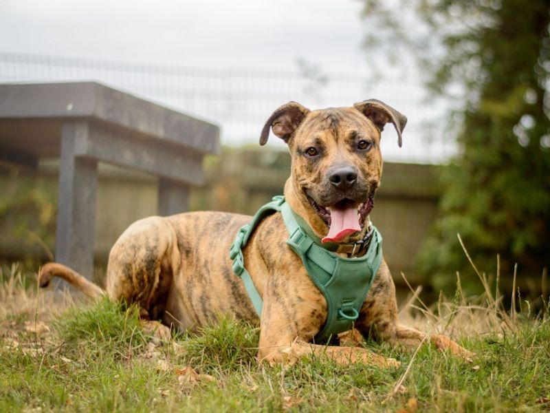 Apollo | Terrier (Staffordshire Bull) Cross | Kenilworth (West Midlands) - 6