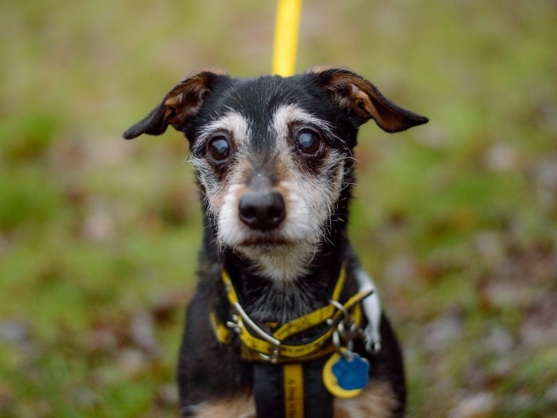 Eric, a 8 years old male Jack Russell Terrier available for adoption from Dogs Trust in Kenilworth, Warwickshire