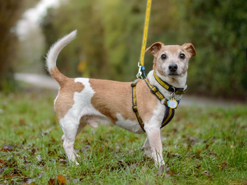 Bertie, a 8 years old male Jack Russell Terrier available for adoption from Dogs Trust in Warwickshire