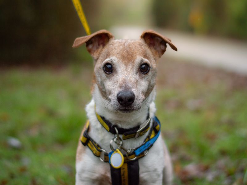 Jack Russell Terrier for adoption in Kenilworth, Warwickshire – 12 years old - Image 3 of 4