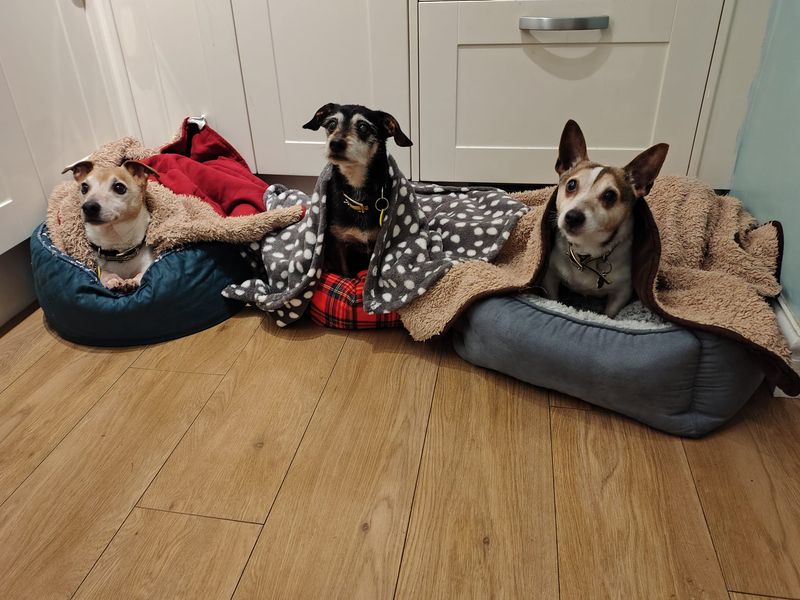 Jack Russell Terrier for adoption in Kenilworth, Warwickshire – 12 years old - Image 4 of 4