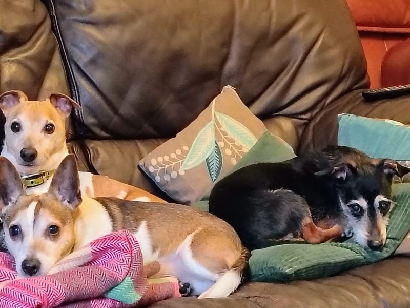 Jack Russell Terrier Dogs And Puppies For Adoption