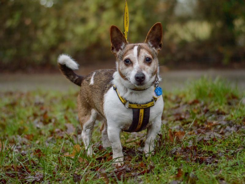 Axo, a 8 years old male Jack Russell Terrier available for adoption from Dogs Trust in Warwickshire