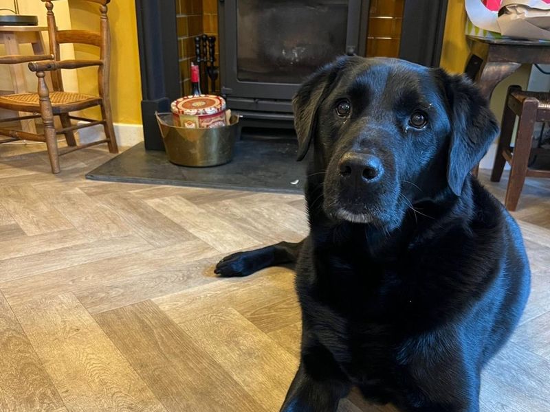 Turner, a 8 years old male Unknown available for adoption from Dogs Trust in Manchester, Greater Manchester