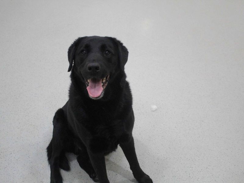 Turner, a 8 years old male Unknown available for adoption from Dogs Trust in Manchester, Greater Manchester