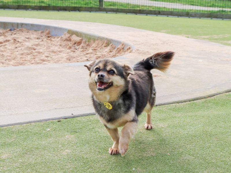 Tinkerbelle - Image 2 of 4