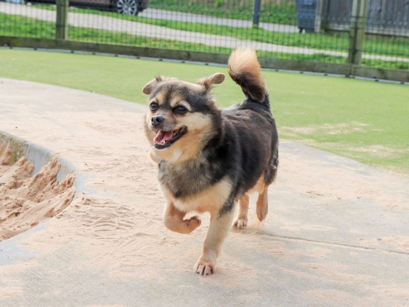 Chihuahua Dogs And Puppies For Adoption