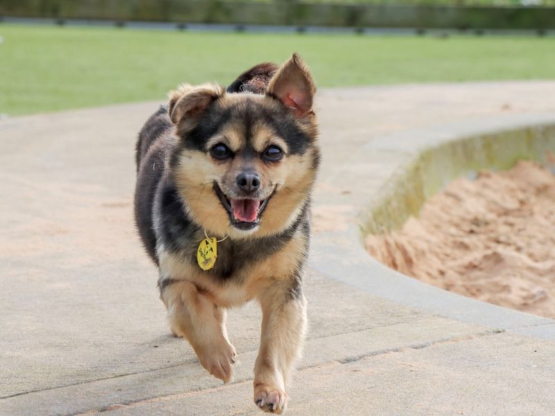 Tinkerbelle - Image 4 of 4