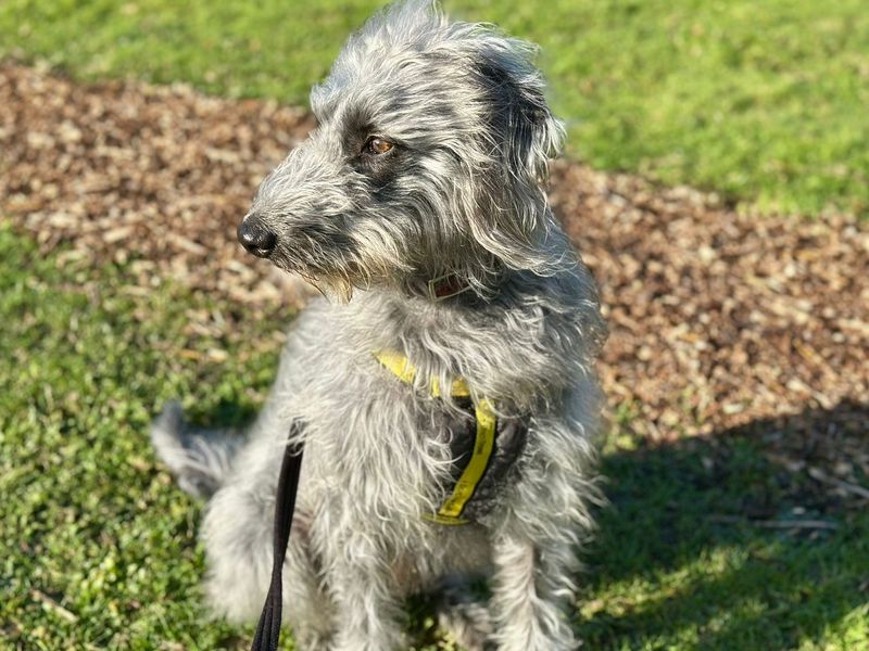 Scully | Terrier (Bedlington) Cross | Canterbury - 1